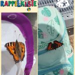 Schmetterlinge Rappelkiste