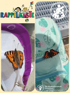 Schmetterlinge Rappelkiste