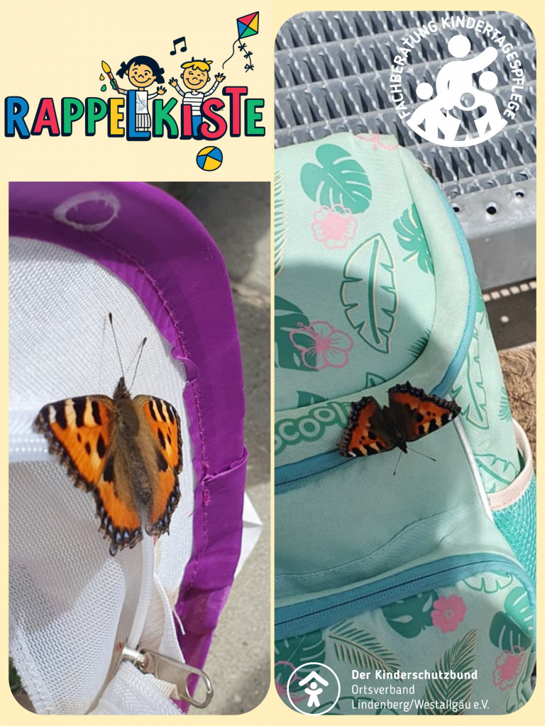 Schmetterlinge Rappelkiste